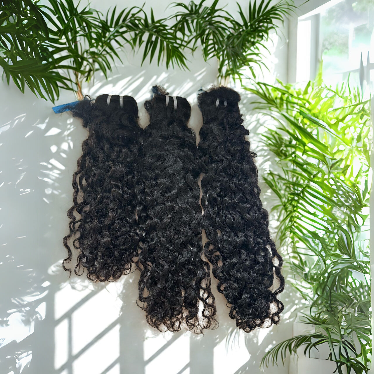 Cambodian Curly